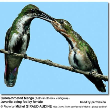 Green-throated Mango (Anthracothorax viridigula) - Juvenile being fed by female