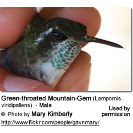 Green-throated Mountain-gem