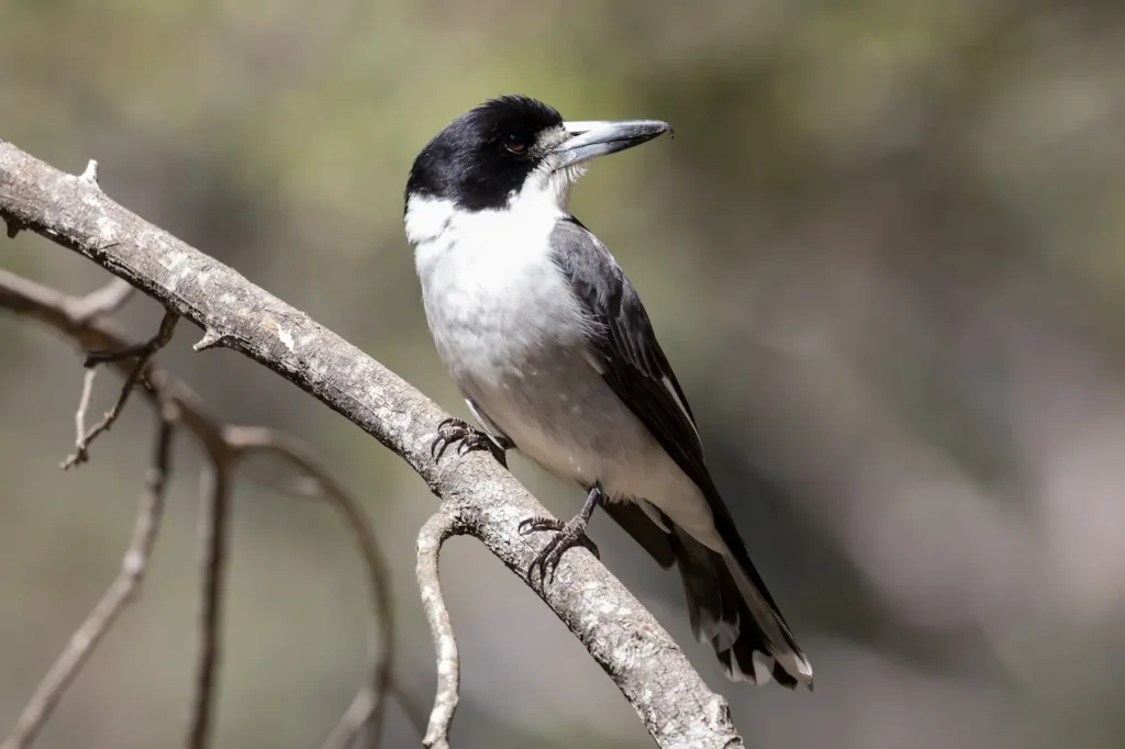 Grey Butcherbirds