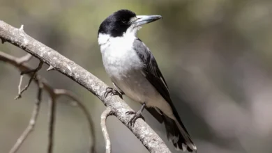 Grey Butcherbirds