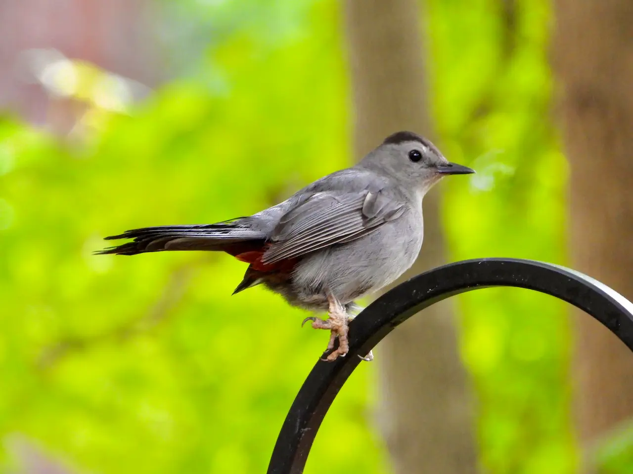 The Grey Catbirds Perched In The Curved Metal