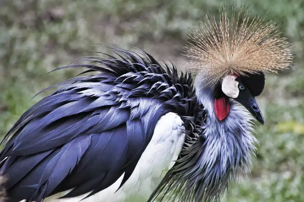 Grey Crowned Cranes 