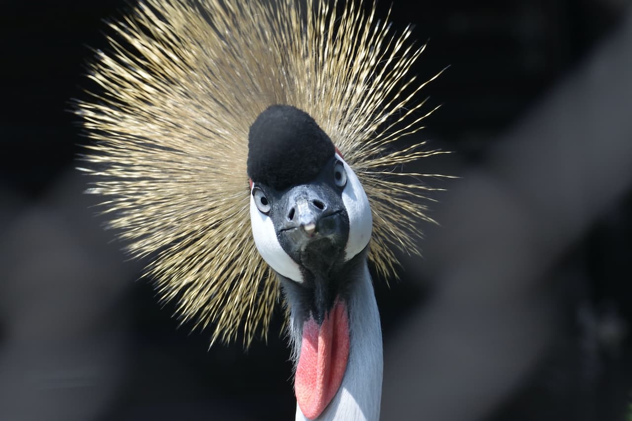 Grey Crowned Cranes Close Up
