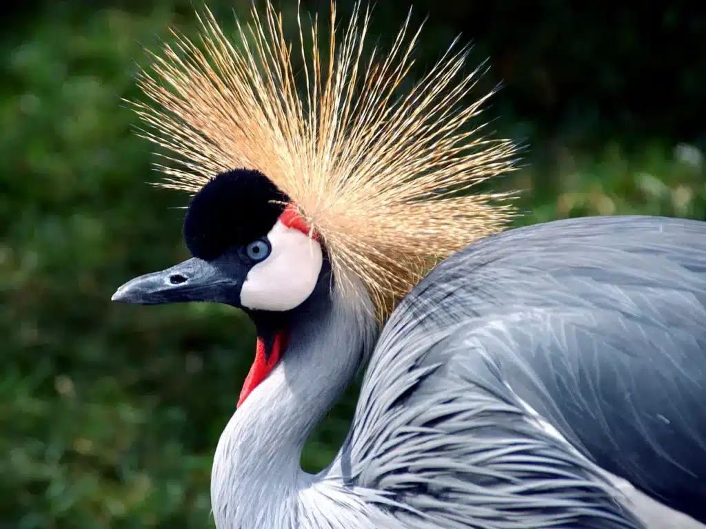 Grey Crowned Cranes Image 