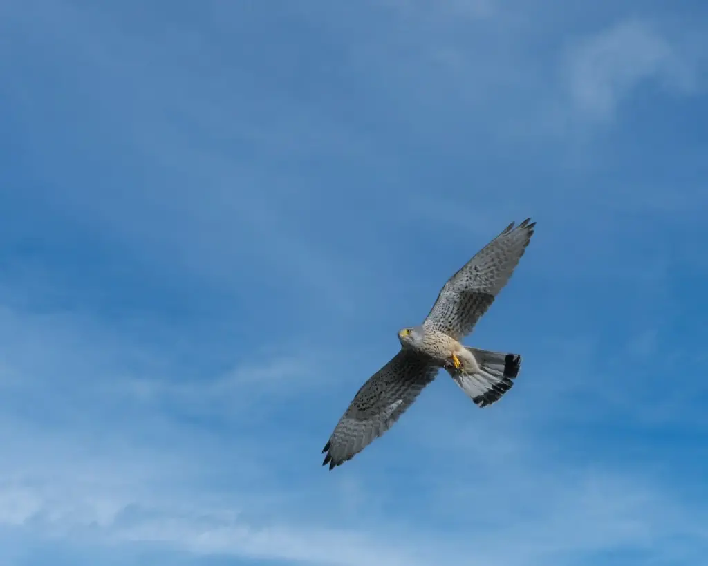A Grey Falcon Flying