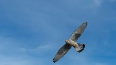 A Grey Falcon Flying