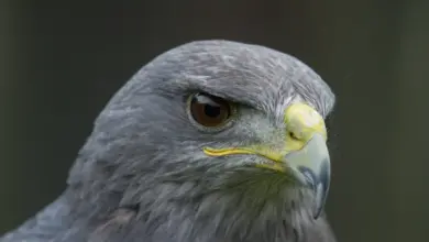Closeup Image of Grey Falcons
