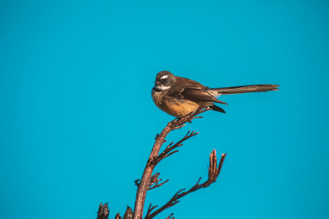 The Grey Fantail Perched Above The Thorn Of A Tree