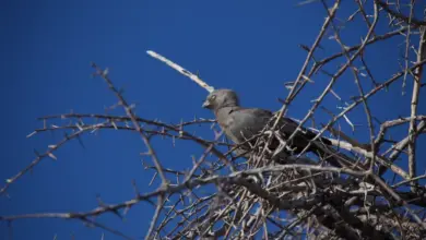 The Grey Go-away Bird on Tree