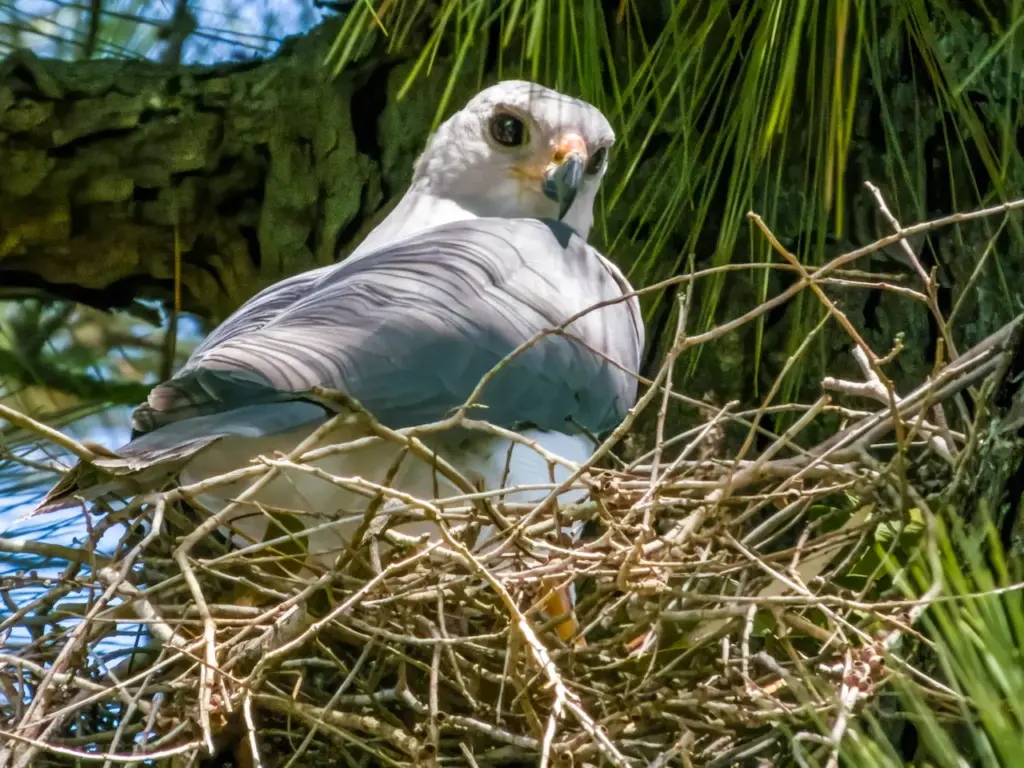 Grey Goshawk Sitting in a Nest 