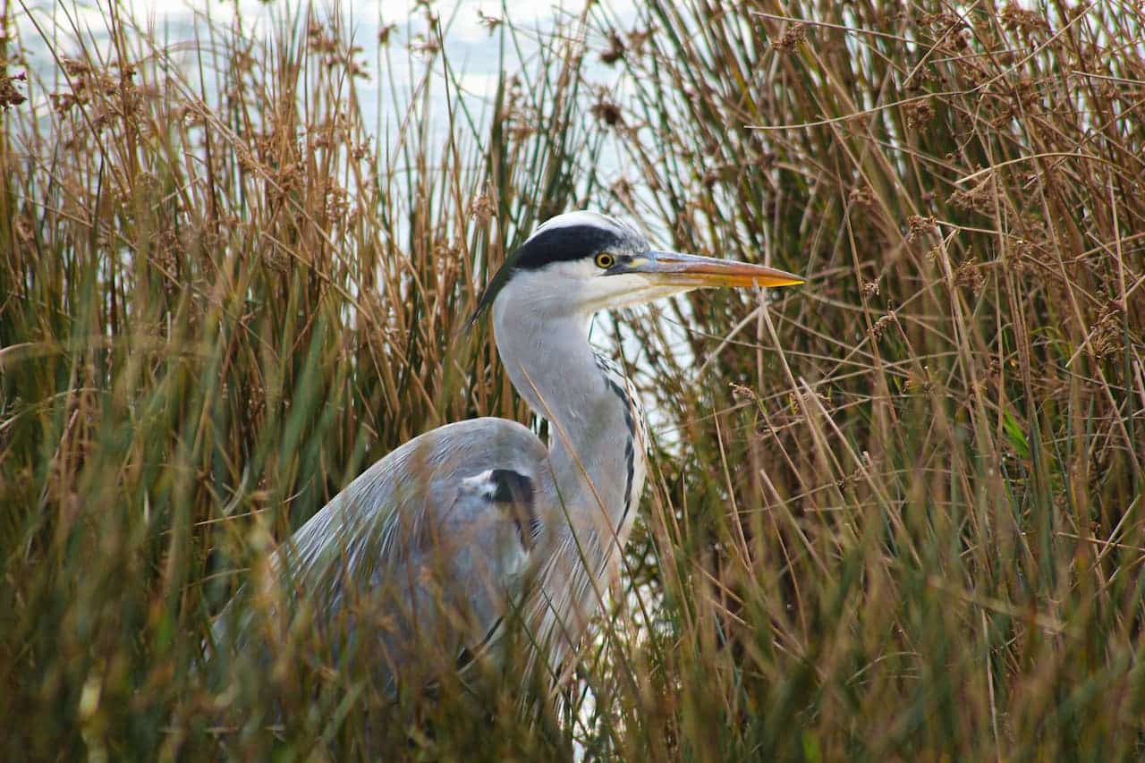 A Grey Heron In The Tall Grass