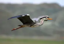 Grey Herons is on Flight