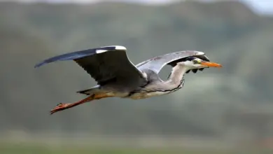 Grey Herons is on Flight
