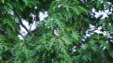 The Grey Kingbird on the Tree