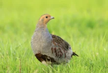 Grey Partridges