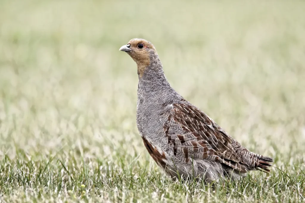 Grey Partridges Image 