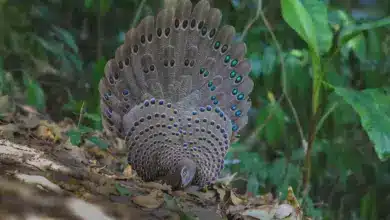 Grey Peacock-pheasants Looking For Prey
