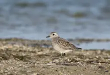 Grey Plover Walking In The Sand