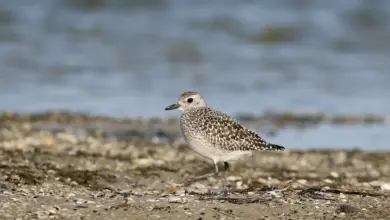 Grey Plover Walking In The Sand