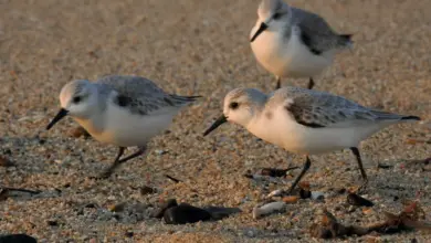Three Grey Plover In The Sand