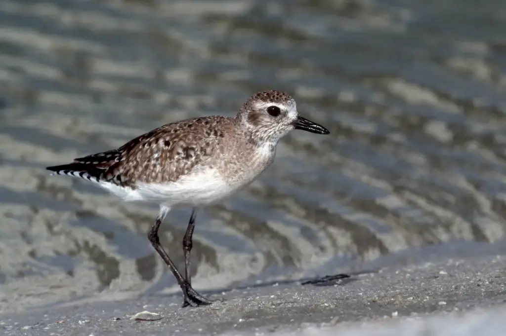 Grey Plover Standing Near The Water