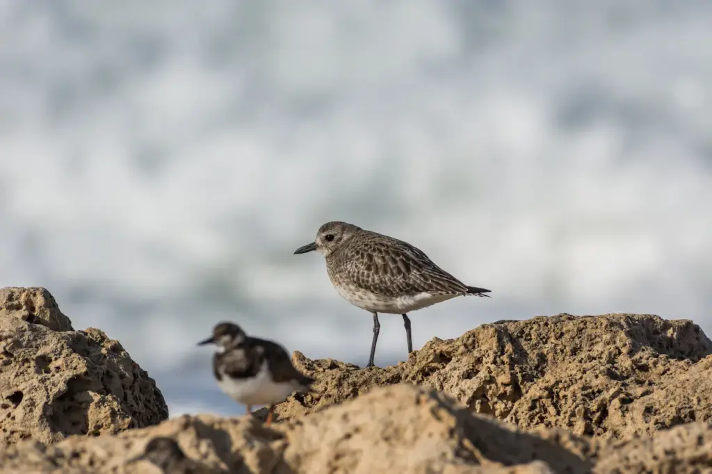 Grey Plover Standing on The Rock 