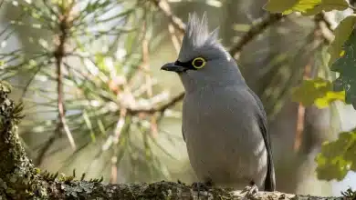 Grey Silky-flycatchers