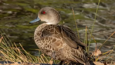 Grey Teals Resting Near the River
