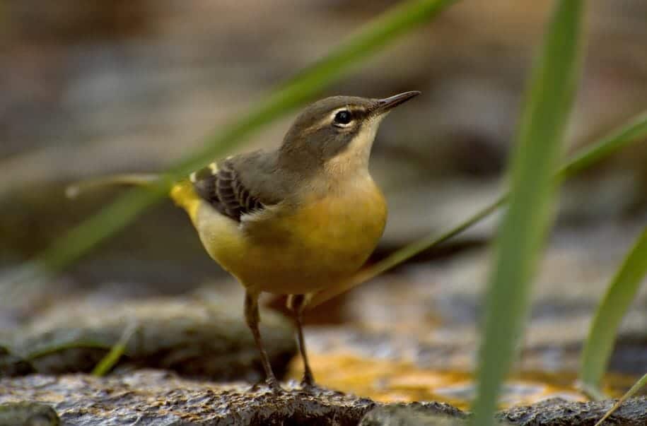 A small Grey Wagtail with a yellow belly and olive-brown upper parts stands on a textured ground with blurred vegetation in the background. The bird appears alert with its head slightly tilted upward.