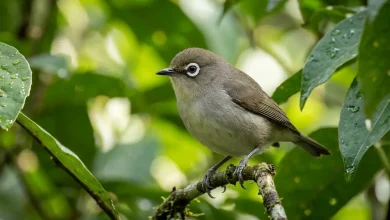 Grey-brown White-eyes (Zosterops cinereus)