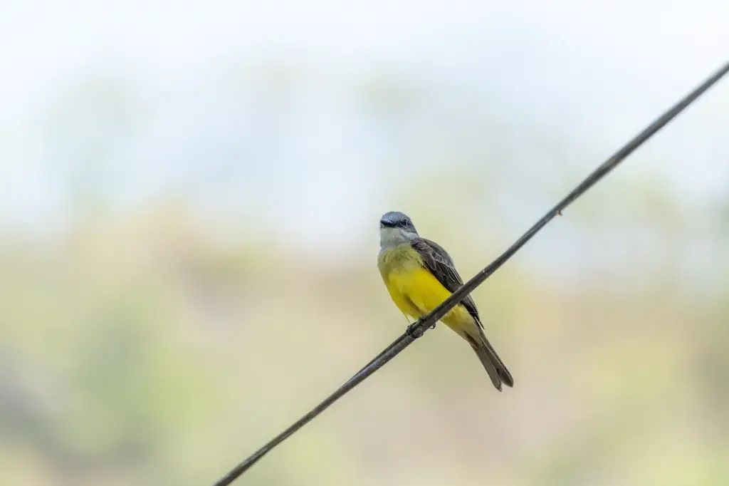 Grey-capped Flycatchers Perched on a Wire