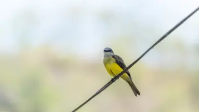 Grey-capped Flycatchers Perched on a Wire