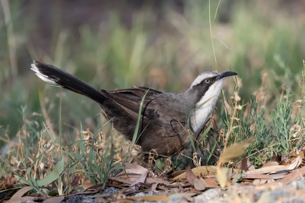 Grey-crowned Babblers