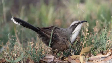Grey-crowned Babblers