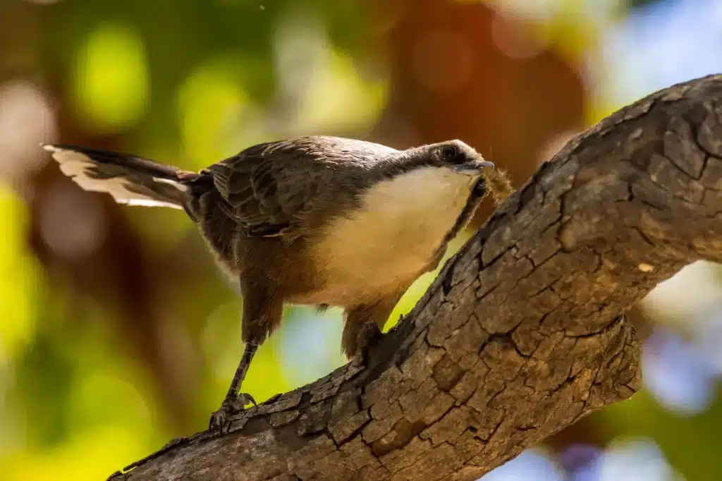 Grey-crowned Babblers Image 