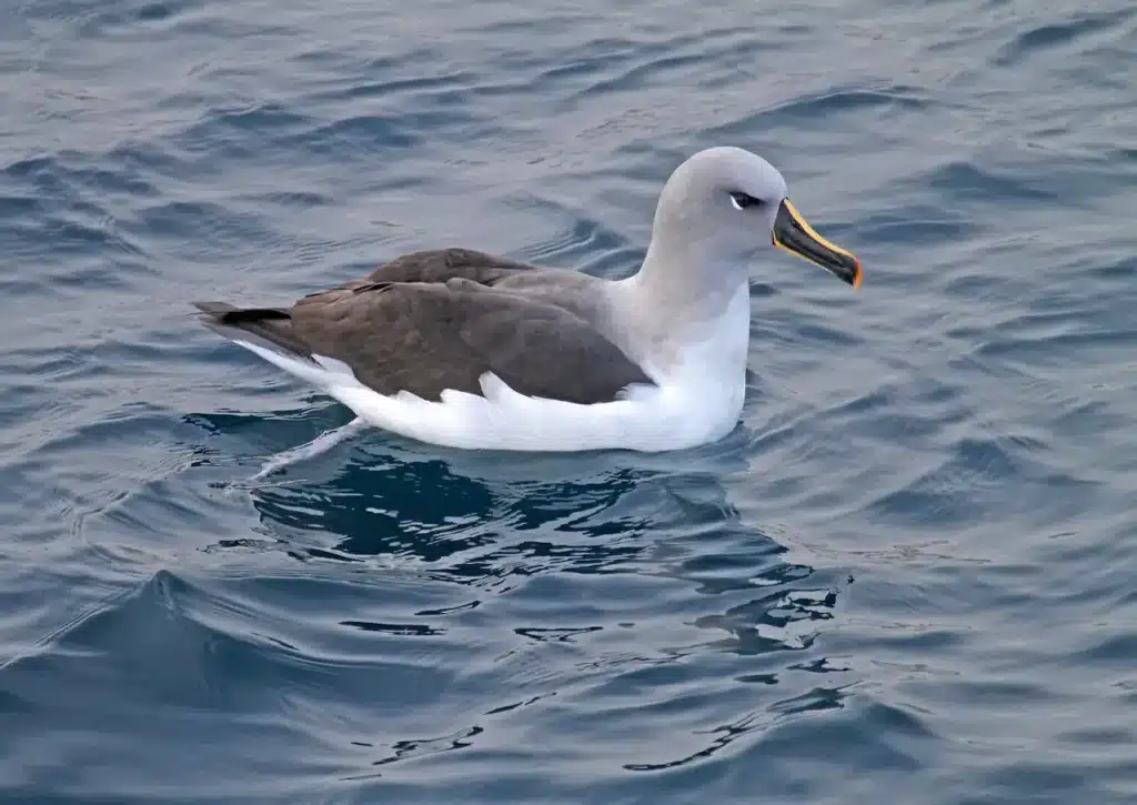 Grey-headed Albatrosses 