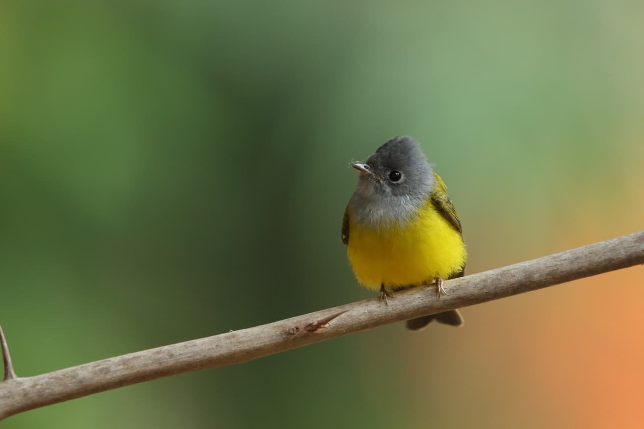The Grey-Headed Canary-Flycatchers Is Perched On A Tree Branch Looking For Food