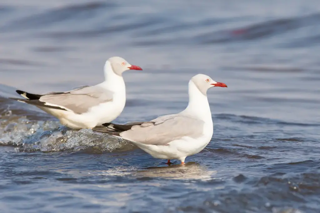 Pair of Grey-headed Gull on the Water