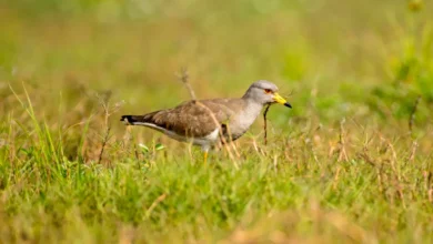 Grey-headed Lapwings