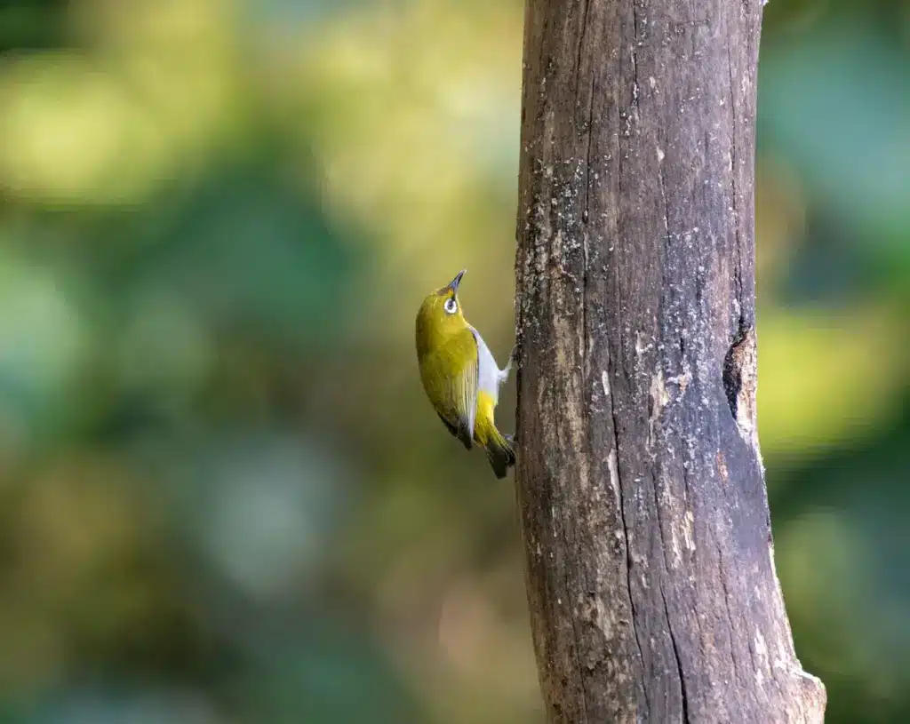 The Grey-throated White-eye On The tree