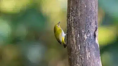 The Grey-throated White-eye On The tree