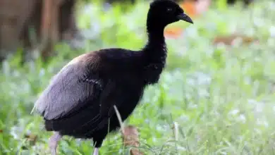 Grey-winged Trumpeters Walking on the Grass