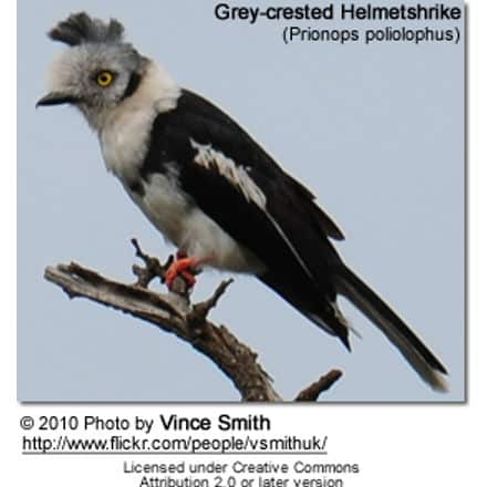 Grey-crested Helmet-shrike (Prionops poliolophus)