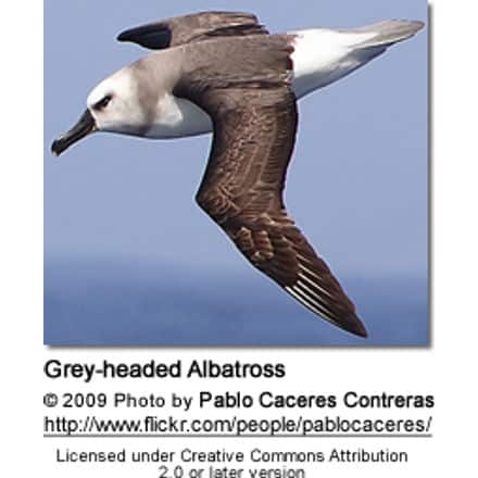 Grey-headed Albatross, Thalassarche chrysostoma, also known as the Grey-headed Mollymawk