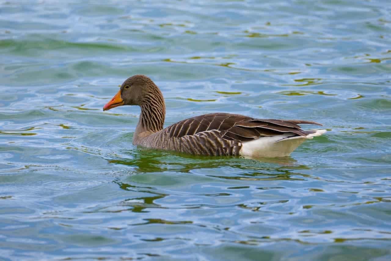 A Greylag Geese In The Water