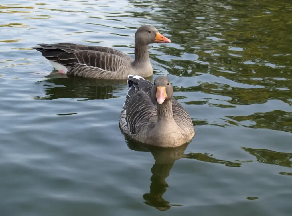 Greylag Geese on Water 