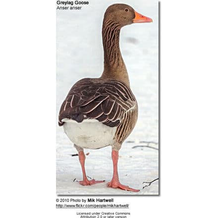 Greylag Goose (also spelled Graylag in the United States), Anser anser