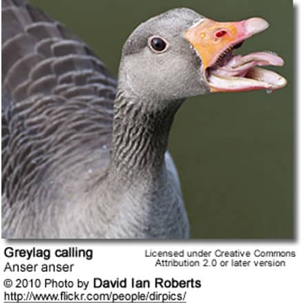Graylag Goose vocalising