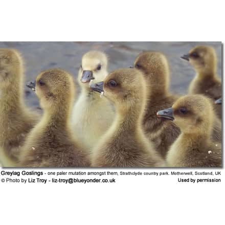 Greylag Goslings - with one paler mutation amongst them