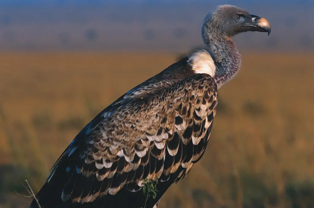 A Griffon Vulture Resting
